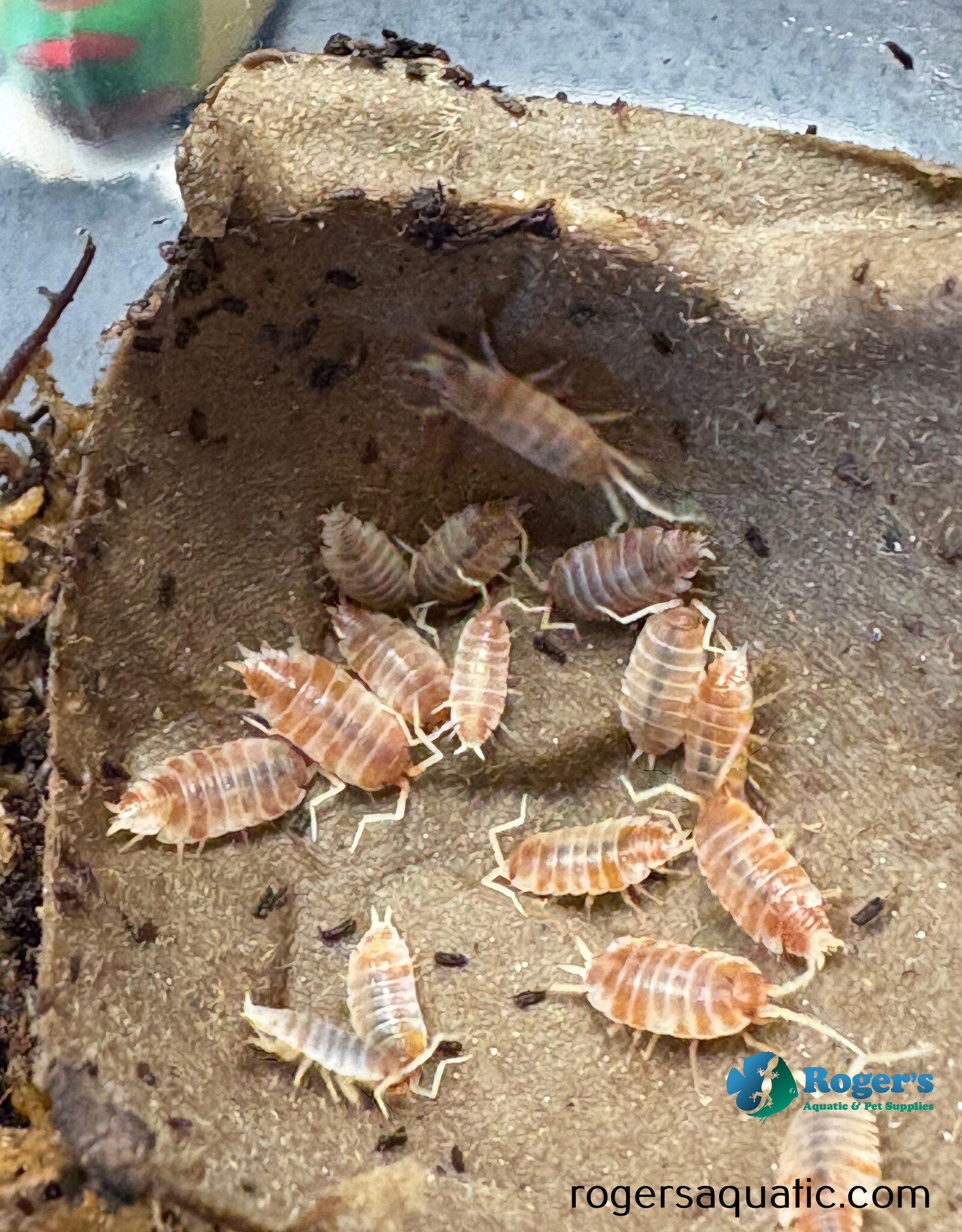 Roger's Aquatics Isopod Culture - P. pruinosus "Creamsicle"