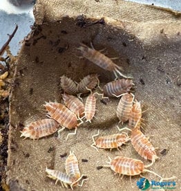 Roger's Aquatics Isopod Culture - P. pruinosus "Creamsicle"