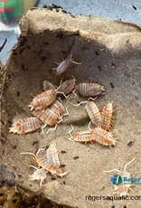 Roger's Aquatics Isopod Culture - P. pruinosus "Creamsicle"