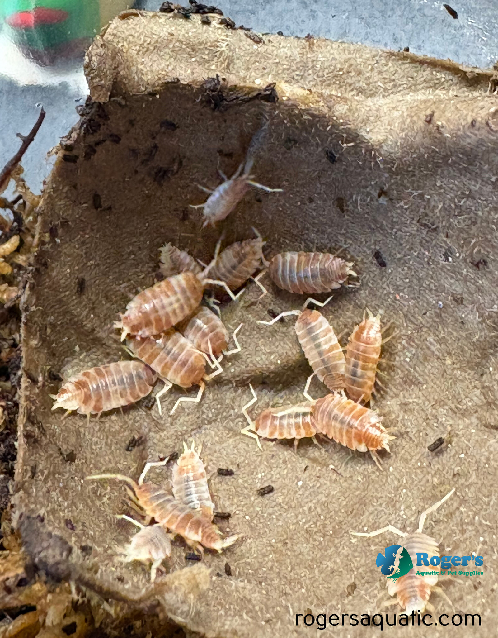 Roger's Aquatics Isopod Culture - P. pruinosus "Creamsicle"