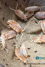 Roger's Aquatics Isopod Culture - P. pruinosus "Creamsicle"