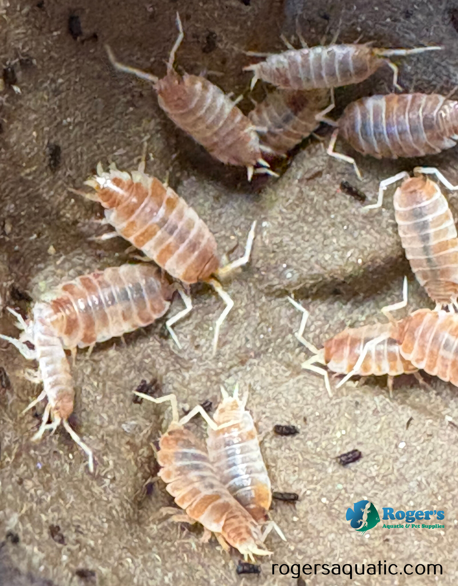 Roger's Aquatics Isopod Culture - P. pruinosus "Creamsicle"