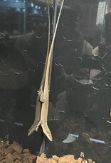 Roger's Aquatics A. carolinensis "Green Anole"