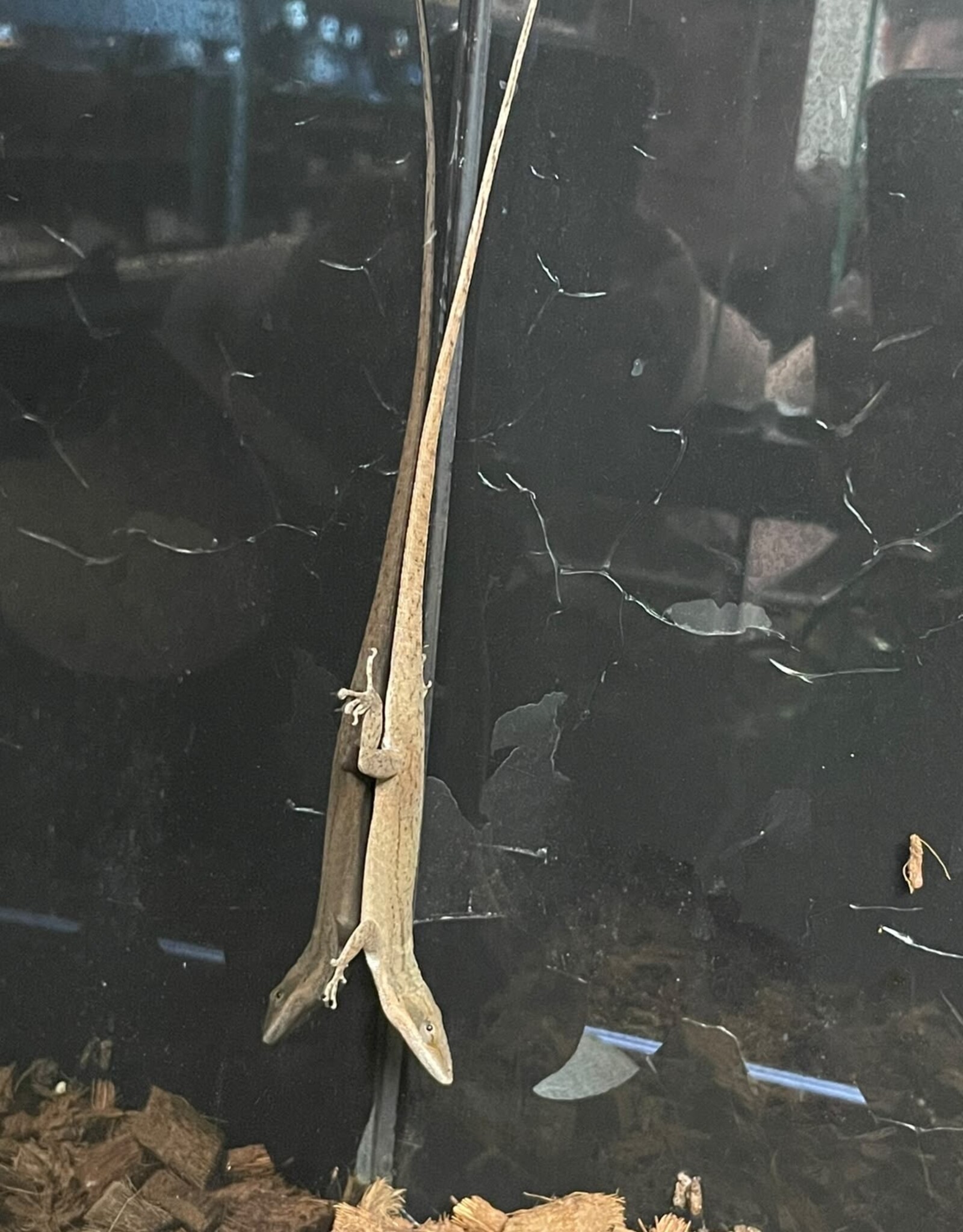 Roger's Aquatics A. carolinensis "Green Anole"