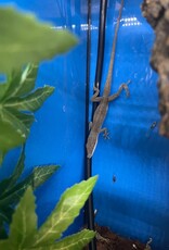 Roger's Aquatics A. carolinensis "Green Anole"