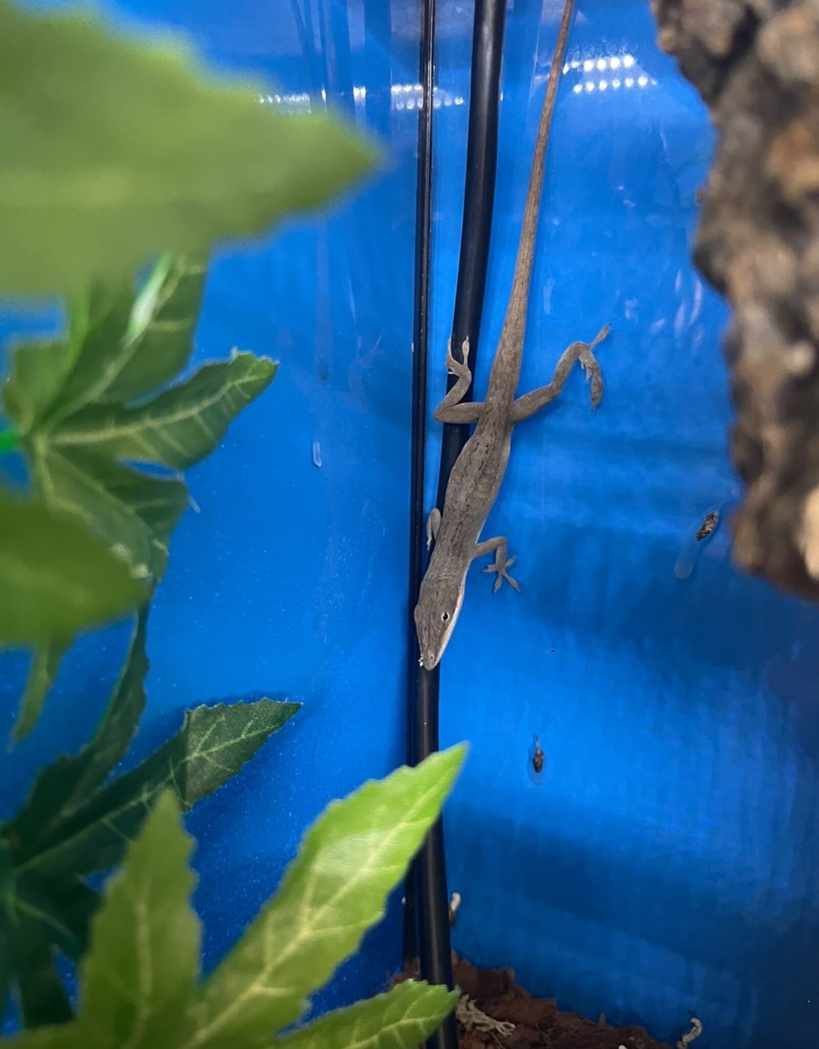 Roger's Aquatics A. carolinensis "Green Anole"
