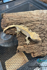 Roger's Aquatics CRESTED GECKO - Reverse Pinstripe - Unsexed- Hatched May 12, 2026