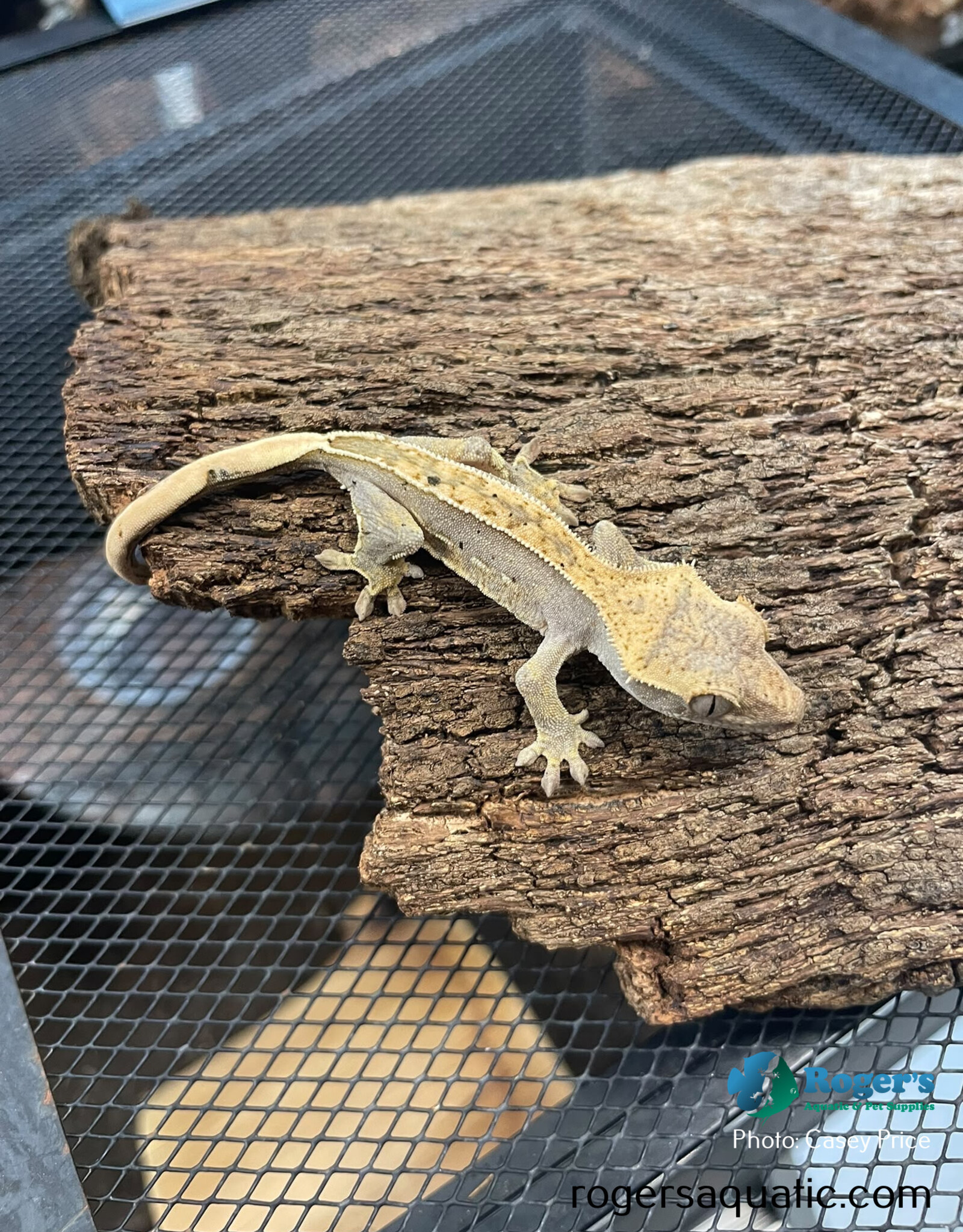 Roger's Aquatics CRESTED GECKO - Reverse Pinstripe - Unsexed- Hatched May 12, 2026