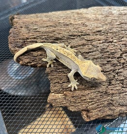 Roger's Aquatics CRESTED GECKO - Reverse Pinstripe - Unsexed- Hatched May 12, 2026