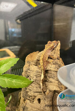 Roger's Aquatics CRESTED GECKO - Harlequin -  Hatched July 25, 2026