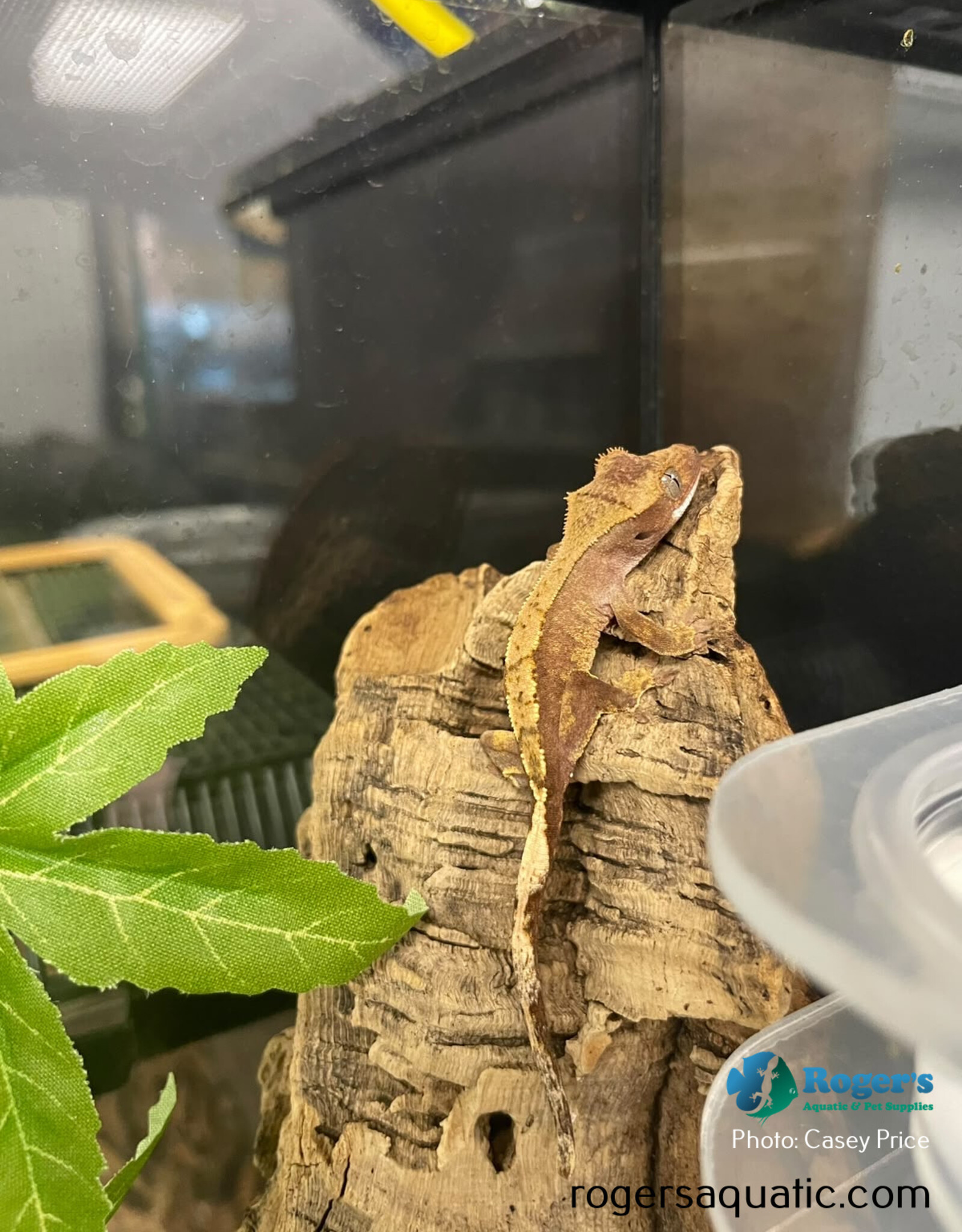 Roger's Aquatics CRESTED GECKO - Harlequin -  Hatched July 25, 2026