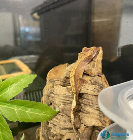 Roger's Aquatics CRESTED GECKO - Harlequin -  Hatched July 25, 2026