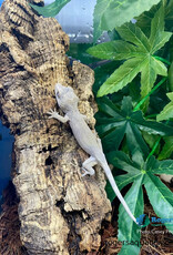 Roger's Aquatics GARGOYLE GECKO - Hatched June 2026