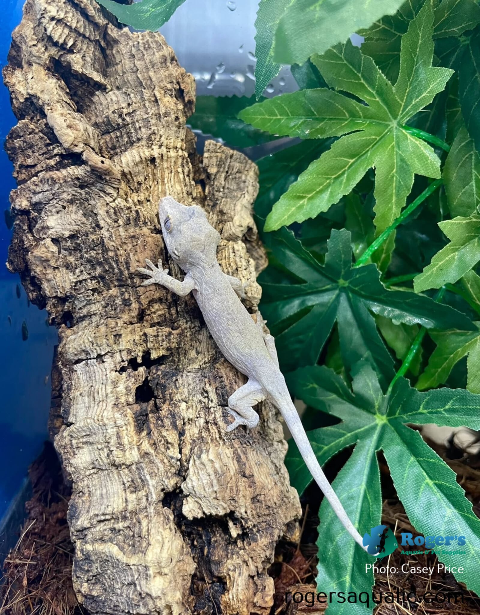 Roger's Aquatics GARGOYLE GECKO - Hatched June 2026