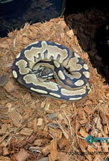 BP-Fire- Male - Hatched Oct 2025