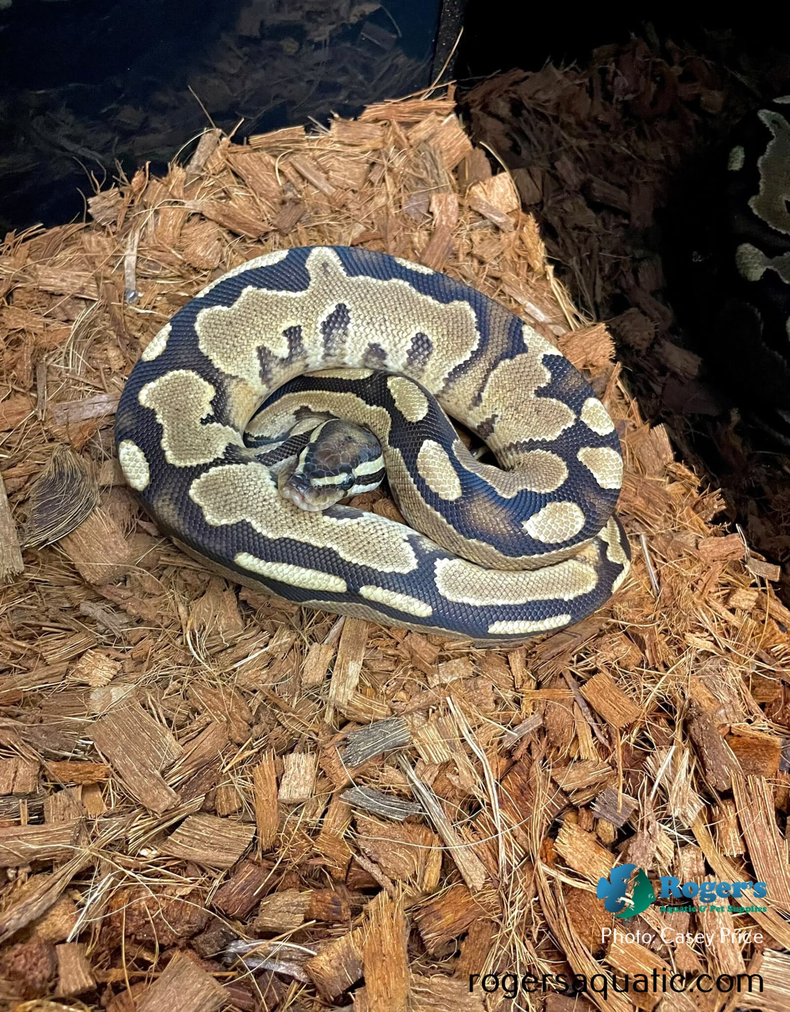 BP-Fire- Male - Hatched Oct 2025