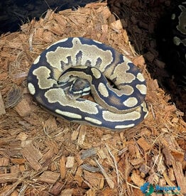 BP-Fire- Male - Hatched Oct 2025