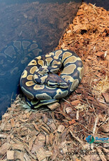 BP-Normal- Female - Hatched Oct 2025