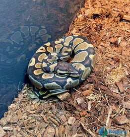 BP-Normal- Female - Hatched Oct 2025