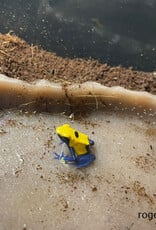 Roger's Aquatics DART FROG Roberdus- Dendrobates tinctorius - Various colour morphs
