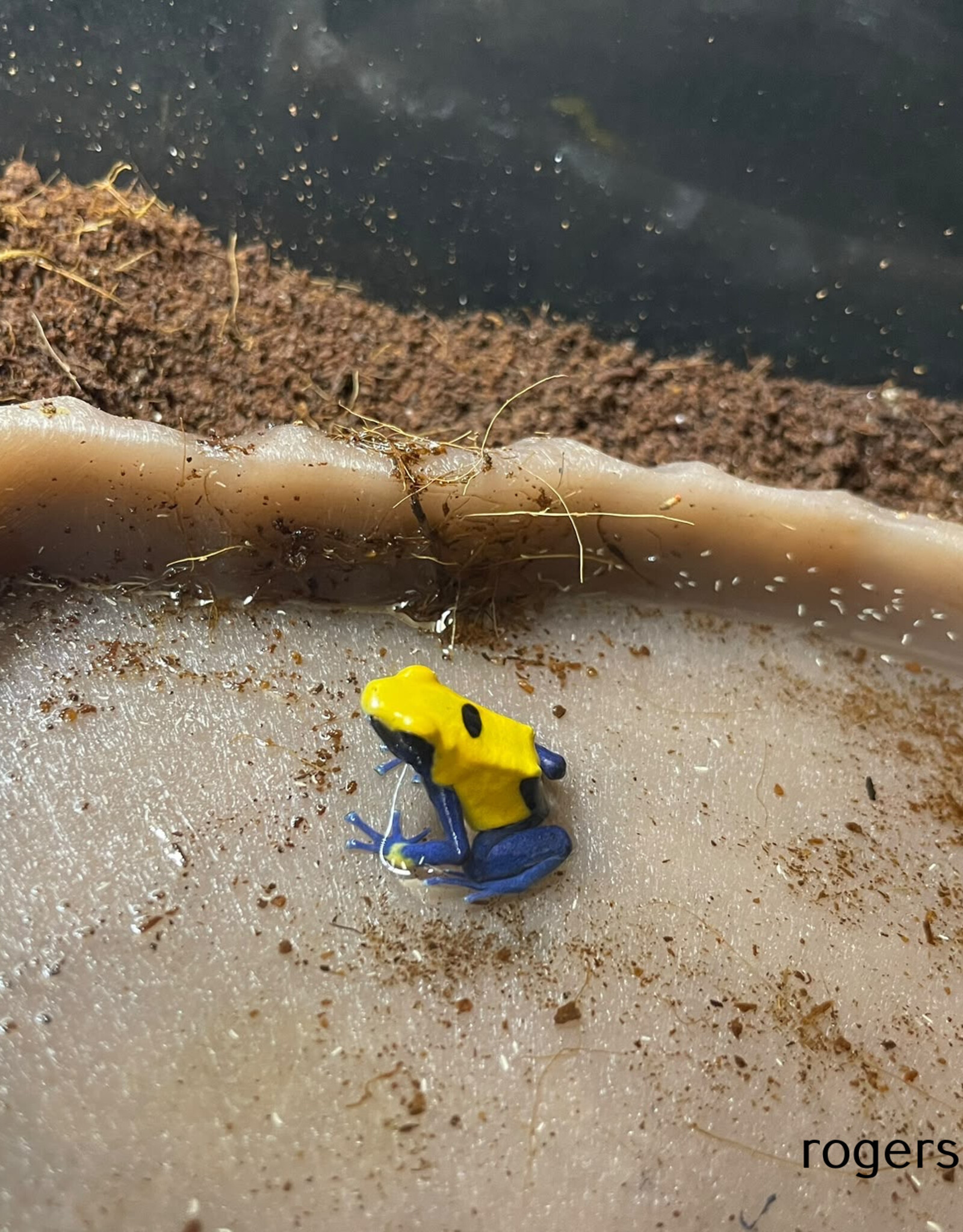 Roger's Aquatics DART FROG Roberdus- Dendrobates tinctorius - Various colour morphs