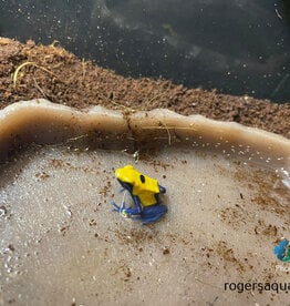 Roger's Aquatics DART FROG - Dendrobates tinctorius - Various colour morphs