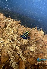 Roger's Aquatics DART FROG Roberdus- Dendrobates tinctorius - Various colour morphs