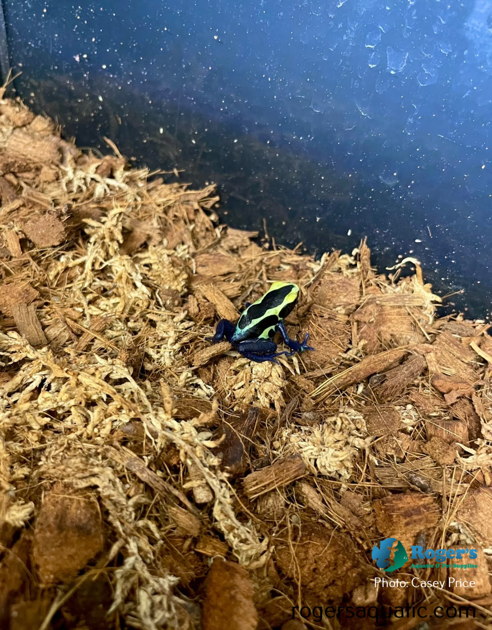 Roger's Aquatics DART FROG Roberdus- Dendrobates tinctorius - Various colour morphs