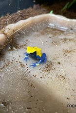 Roger's Aquatics DART FROG Roberdus- Dendrobates tinctorius - Various colour morphs