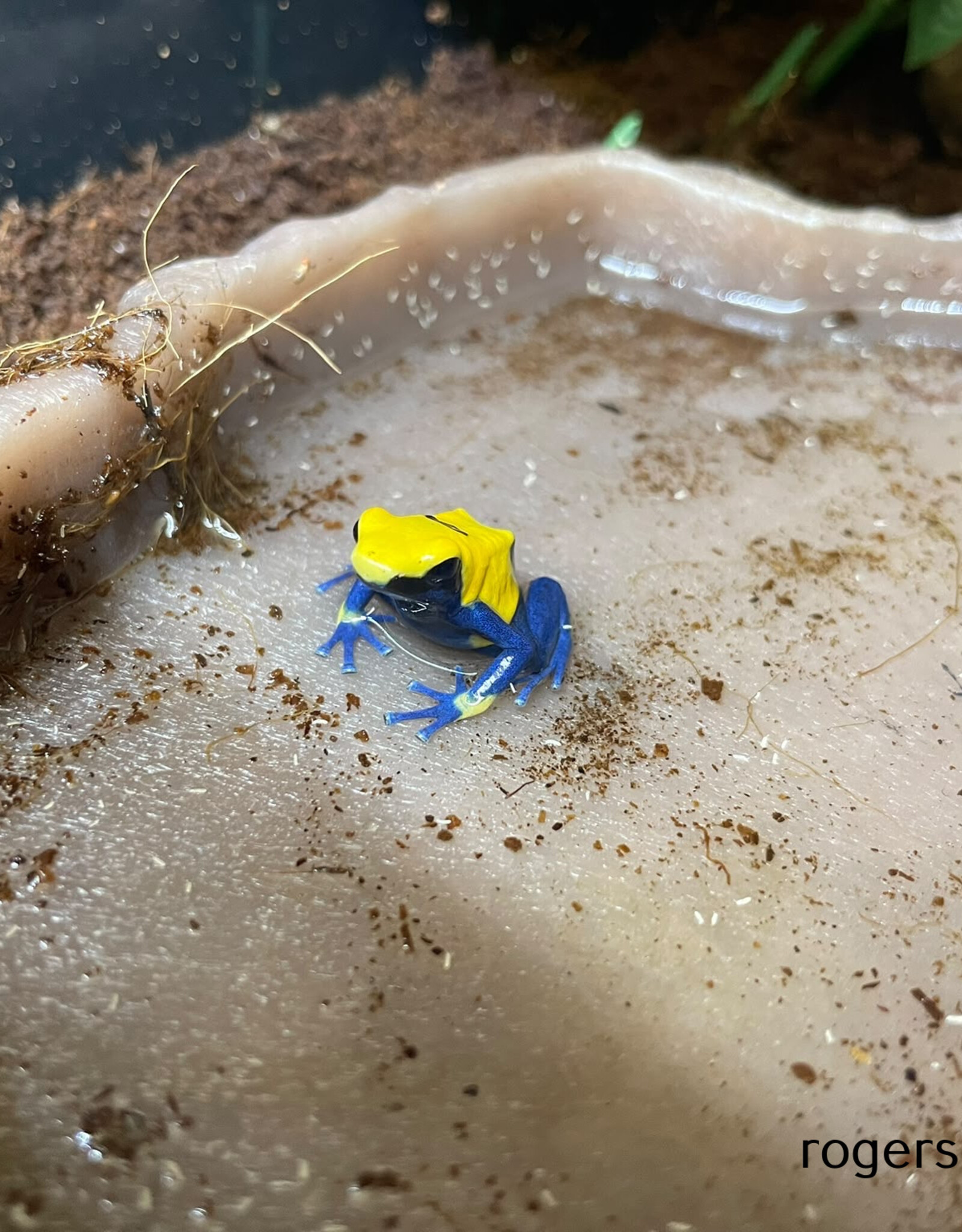 Roger's Aquatics DART FROG Roberdus- Dendrobates tinctorius - Various colour morphs
