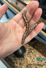 Roger's Aquatics KENYAN SAND BOA - Paradox Hatched Summer 2026