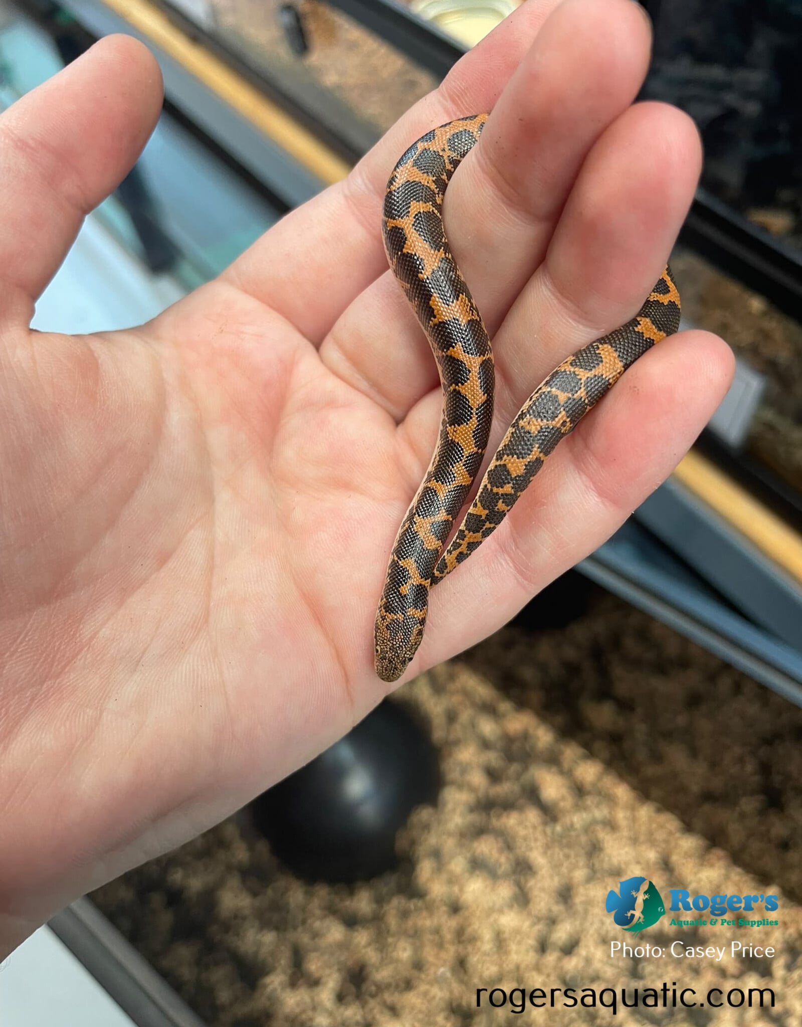 Roger's Aquatics KENYAN SAND BOA - Paradox Hatched Summer 2026