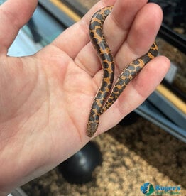 Roger's Aquatics KENYAN SAND BOA - Paradox Hatched Summer 2026