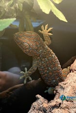 Roger's Aquatics GEKKO GECKO- "Tokay Gecko" Hatched - Mar '24