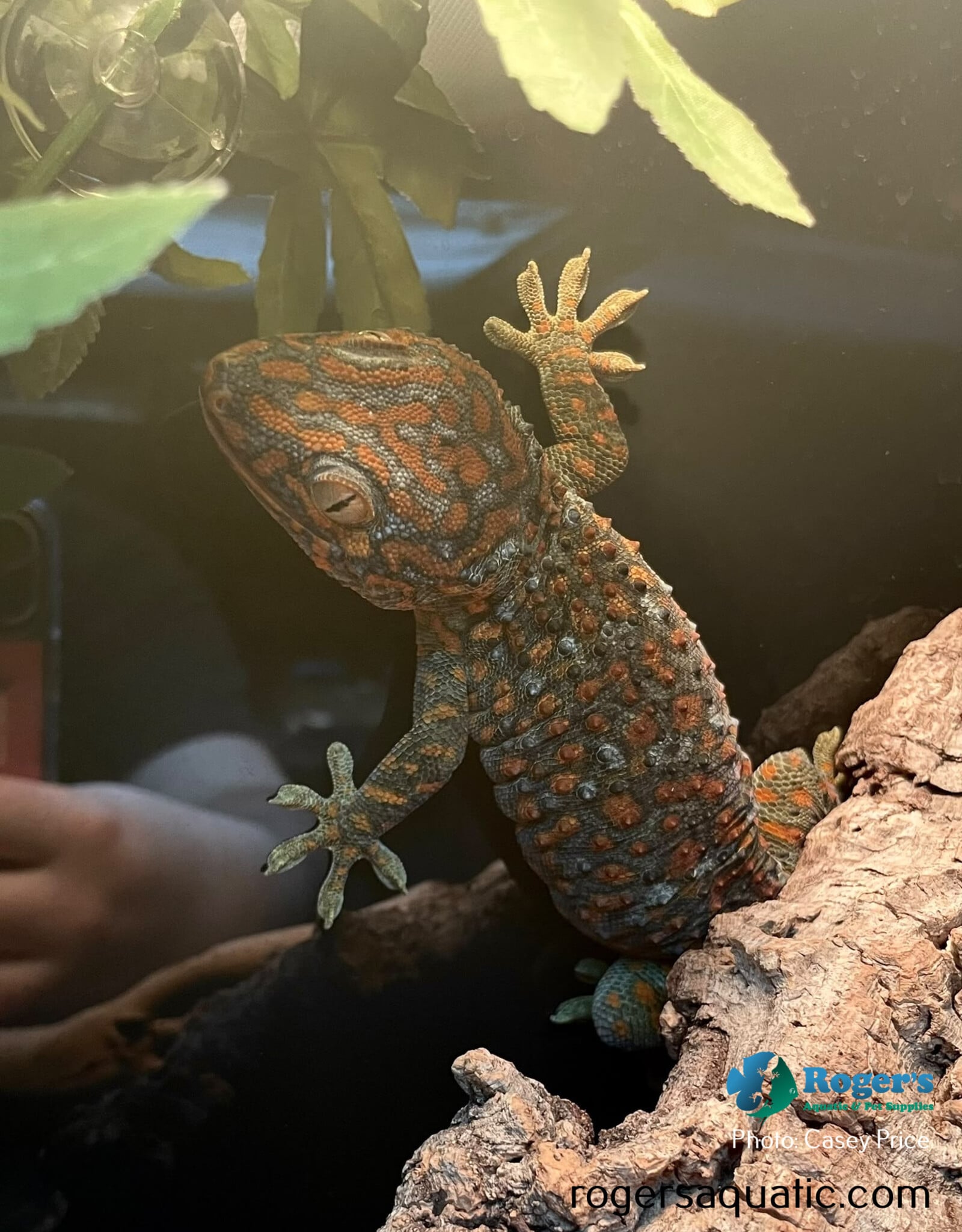 Roger's Aquatics GEKKO GECKO- "Tokay Gecko" Hatched - Mar '24