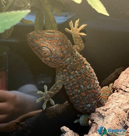 Roger's Aquatics GEKKO GECKO- "Tokay Gecko" Hatched - Mar '24