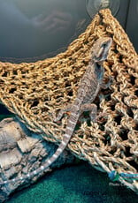 Roger's Aquatics BEARDED DRAGON Unsexed