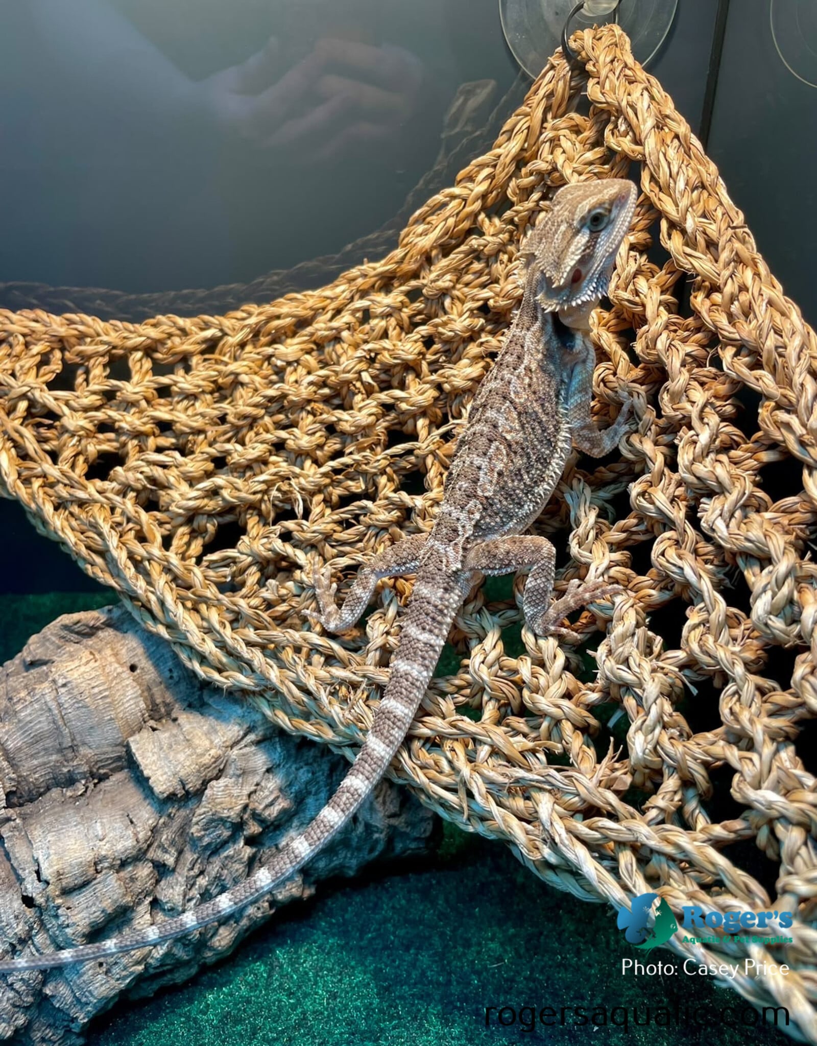 Roger's Aquatics BEARDED DRAGON Unsexed