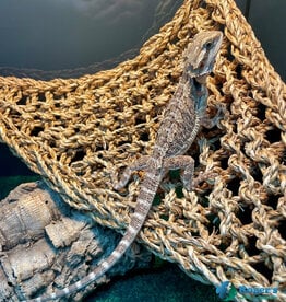 Roger's Aquatics BEARDED DRAGON Unsexed