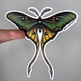 Vintage Luna Moth Vinyl Sticker