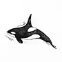 Orca Sticker