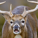 Deer Calls and Scents