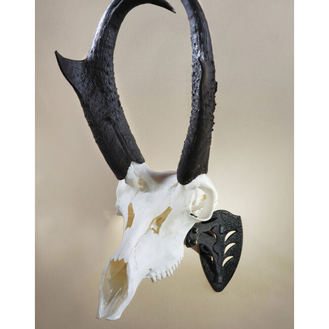 Skull Hooker Little Hooker Black