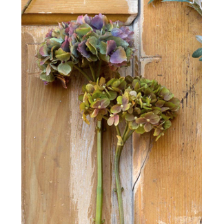 Garden Cut Hydrangea