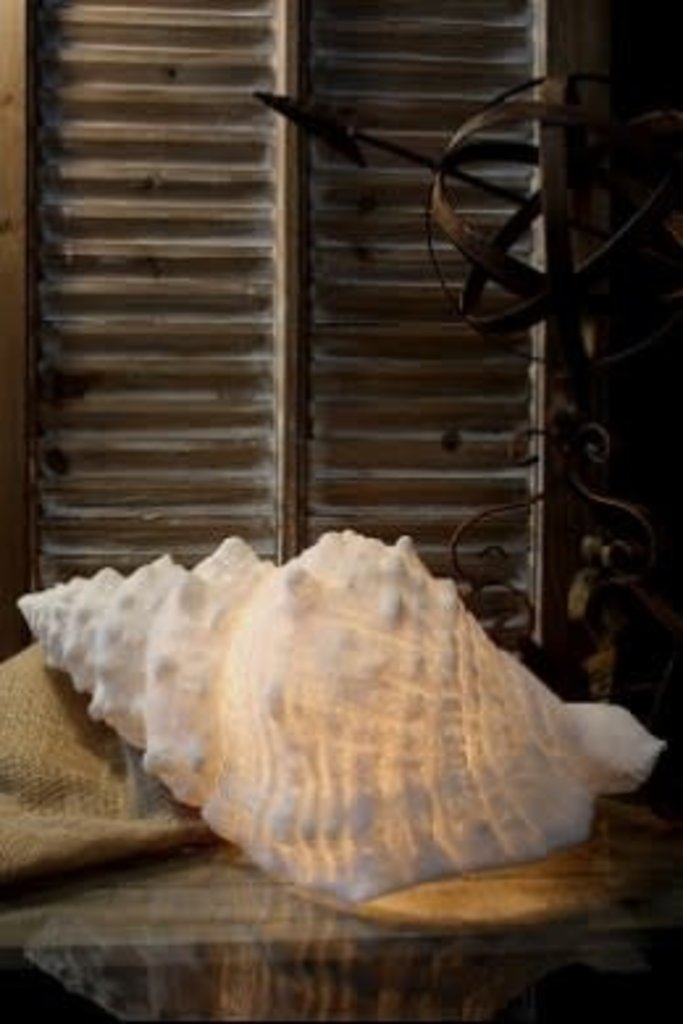Conch Shell Lamp, SM