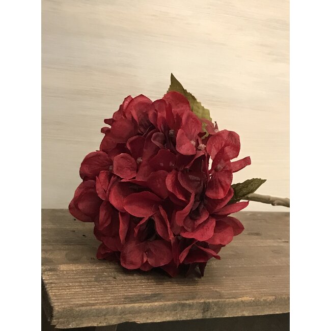 Red Hydrangea Stem