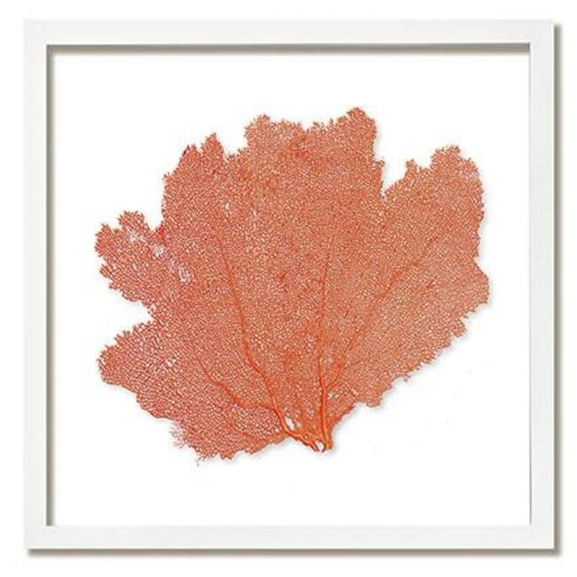 Classic Sea Fan, White Frame