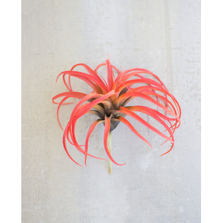 Flocking Red Airplant 10"