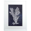 White Sea Fan on Blue