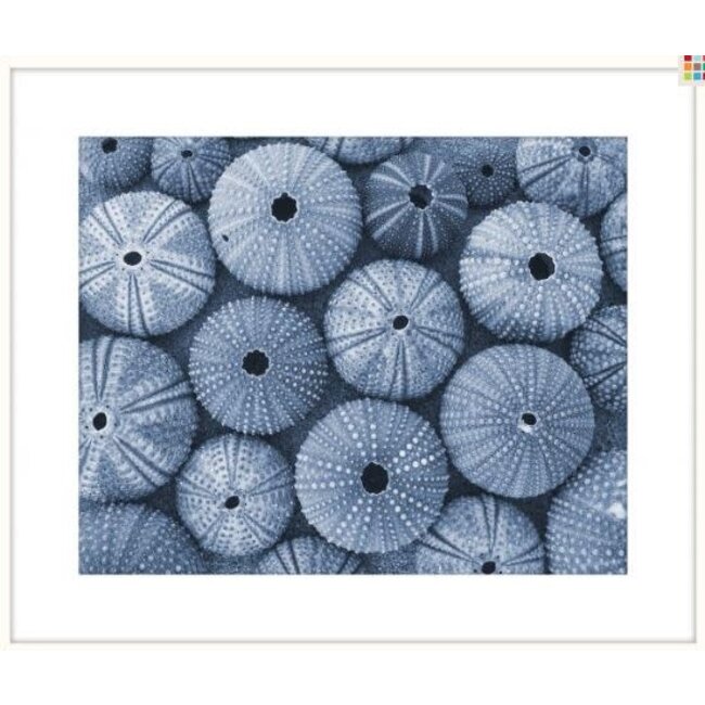 Blue Sea Urchins